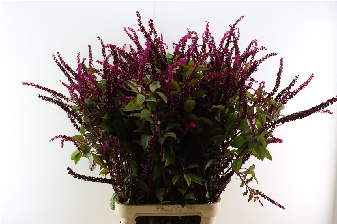 Phytolacca Americana 120cm