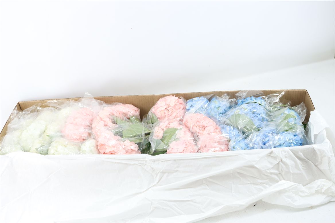 Hydrangea Mixed 60cm 18Ø