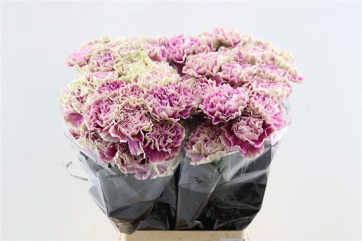 Dianthus Single Antigua 70cm