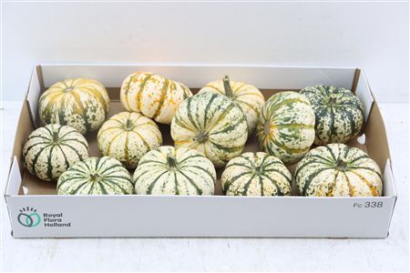 Cucurbita P-ke Mon