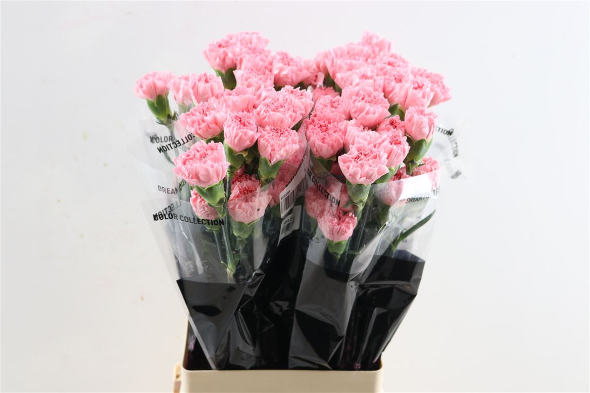 Dianthus Single Betsy 65cm