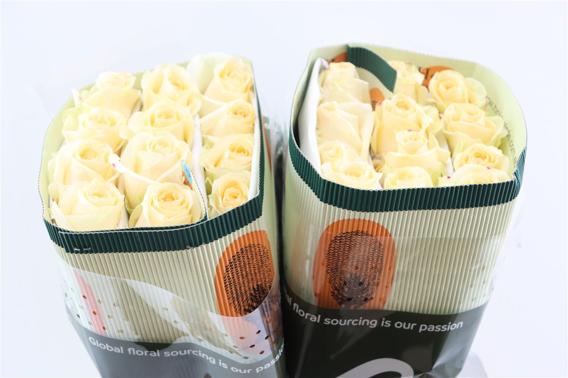 Rosa Avalanche Peach 50cm