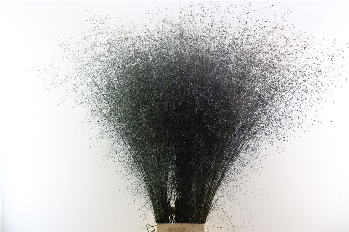 Panicum Apart 130cm