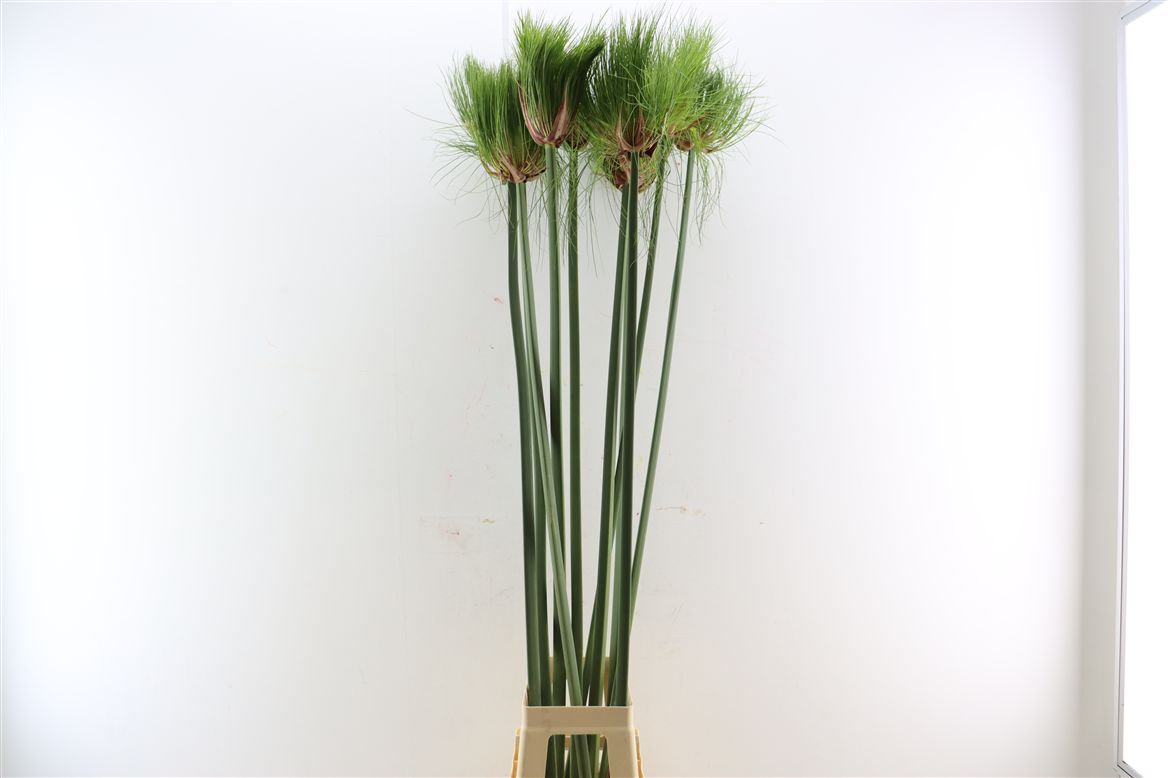 Cyperus Papyrus St 130cm
