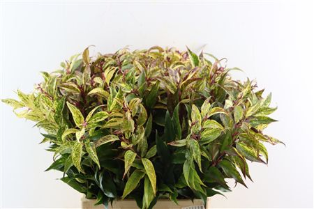 Leucothoe Walteri Ra