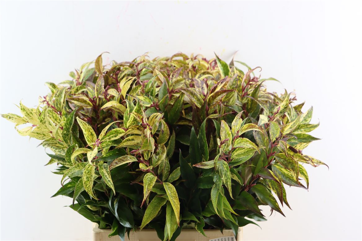 Leucothoe Fontanesiana Rainbow 60cm