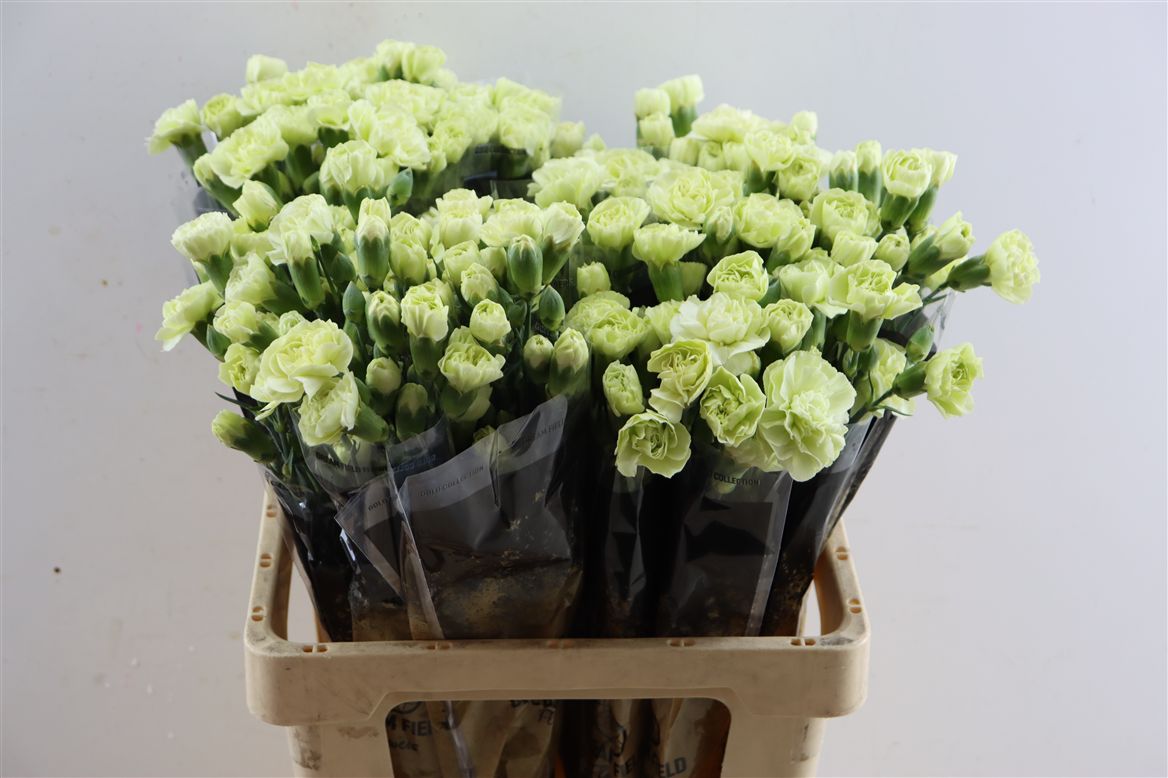 Dianthus Spray Jade Green 60cm