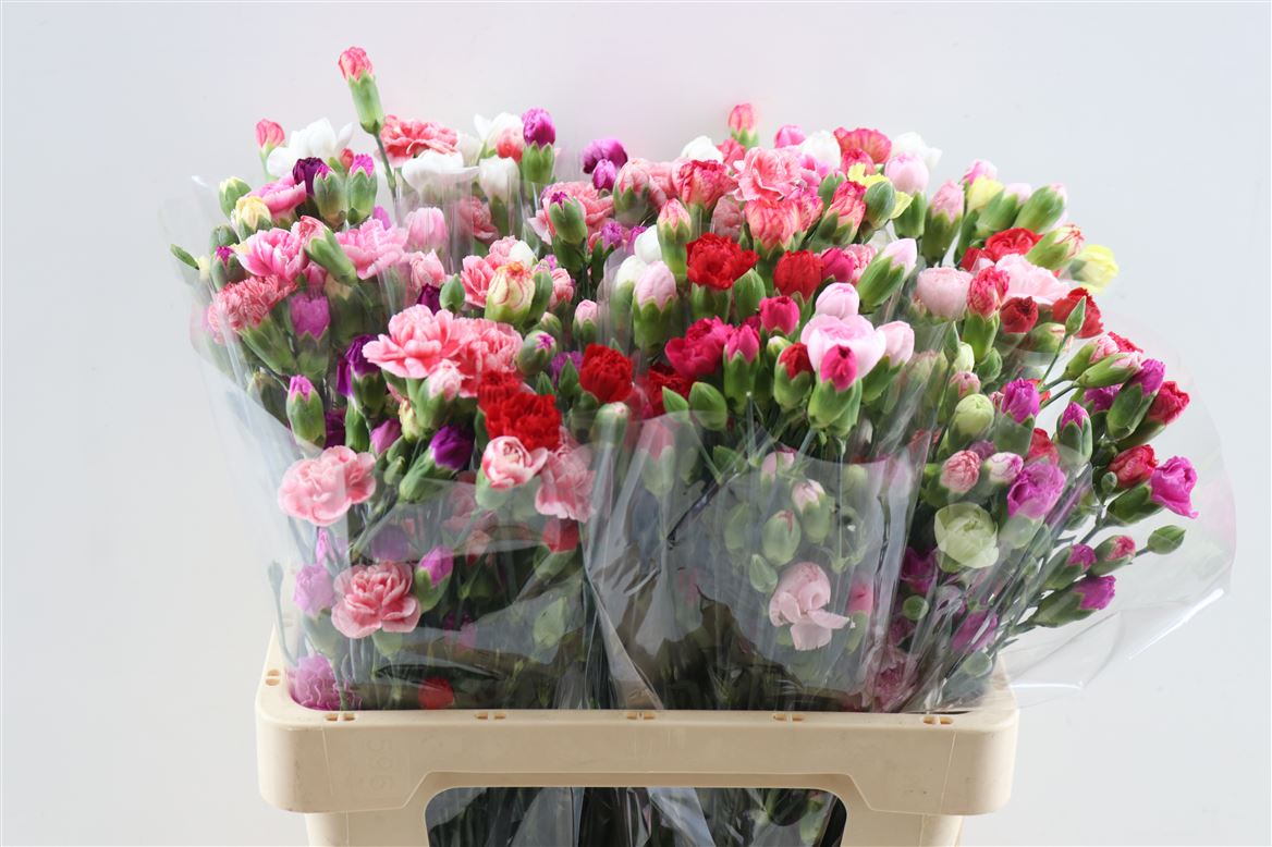 Dianthus Spray Rainbow Mix 55cm