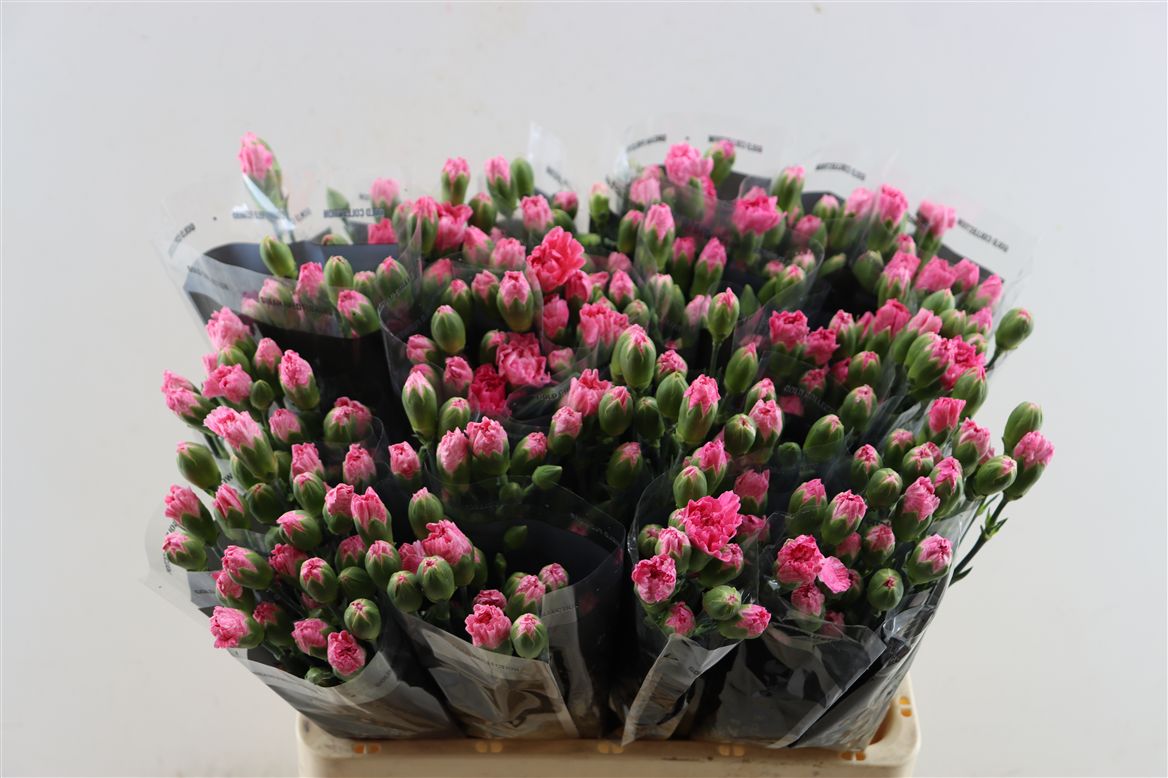 Dianthus Spr 60cm