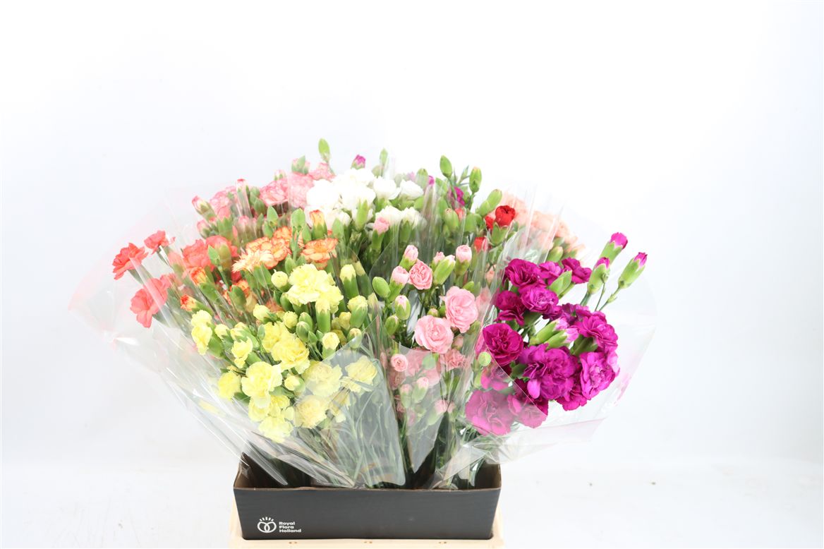Dianthus Spray Mix 55cm