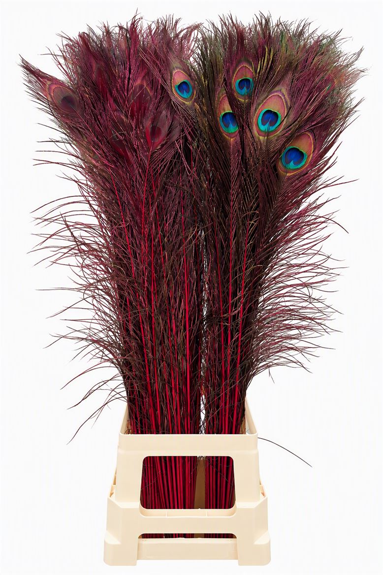 Feather Peacock Bordeaux Natural