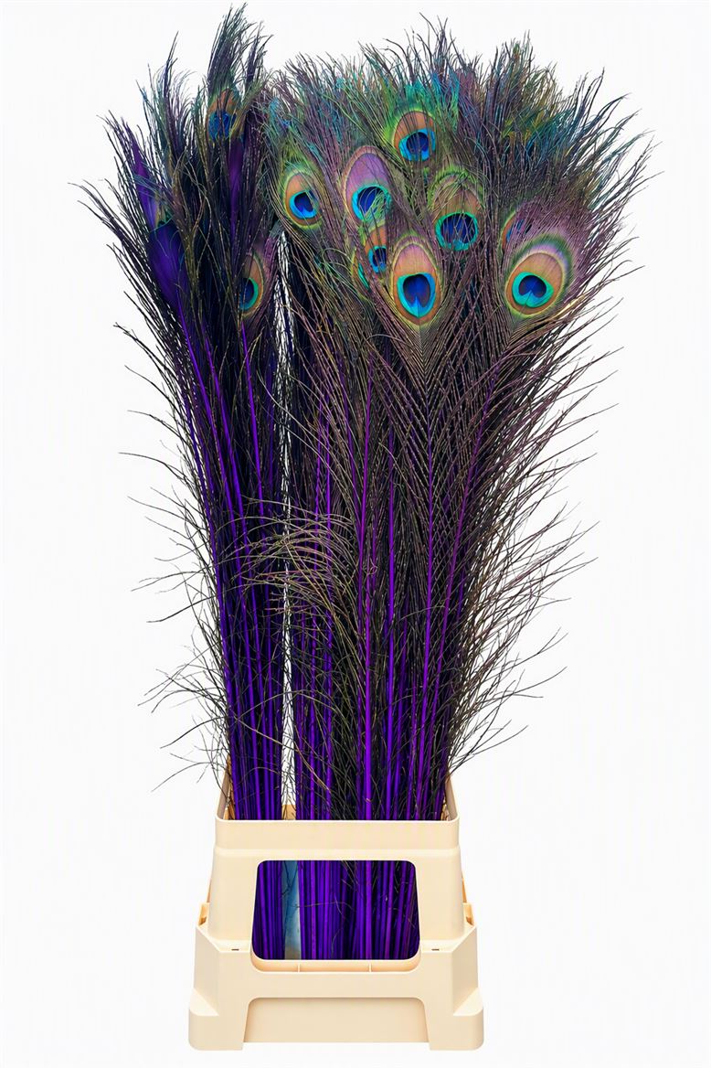 Feather Peacock Purple Natural