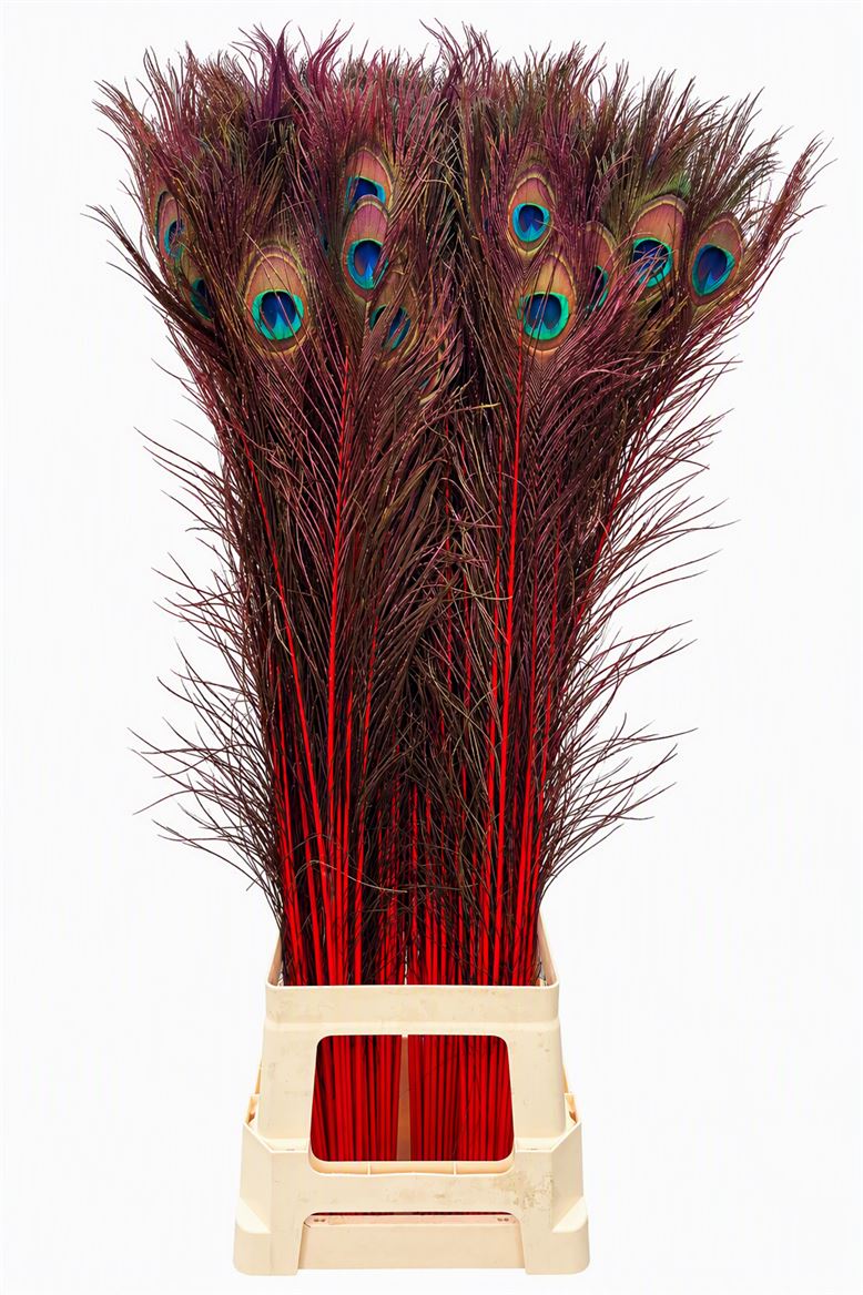 Feather Peacock Red Natural