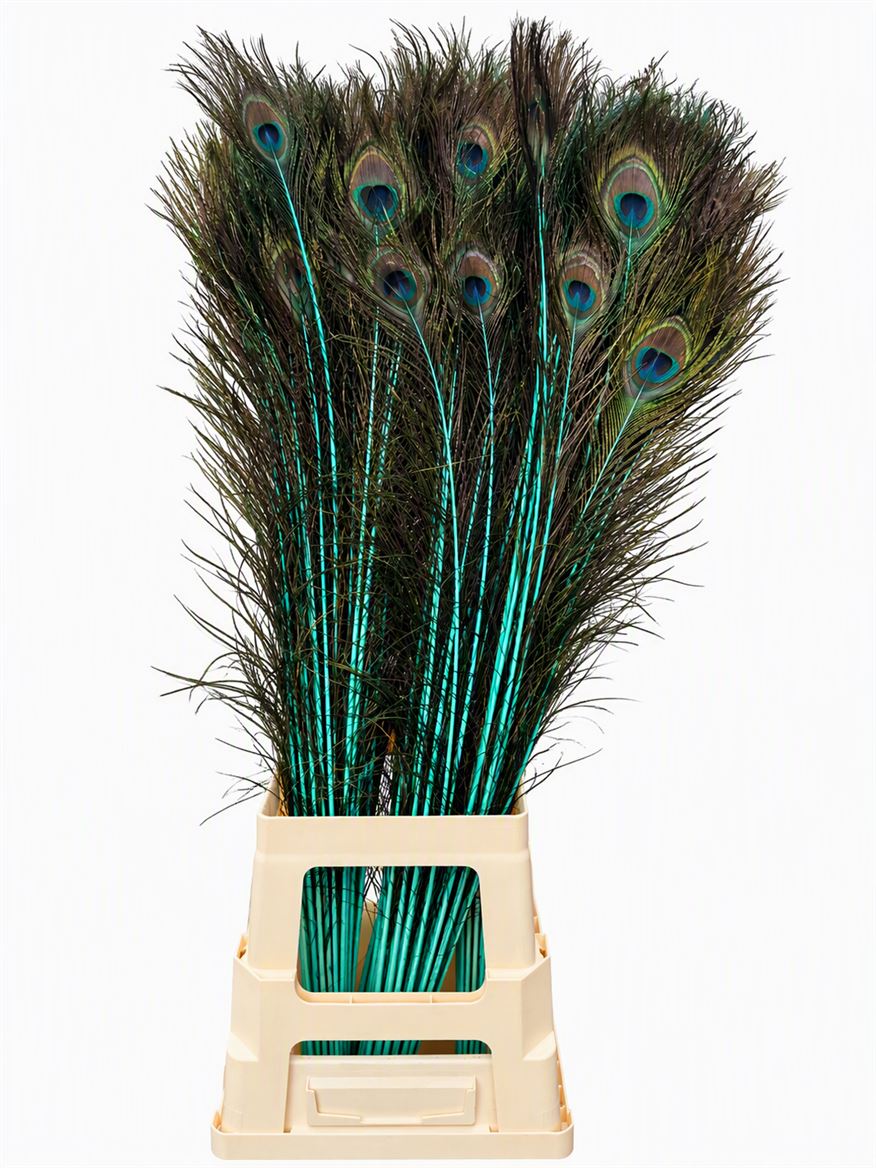 Feather Peacock Mint Green Natural
