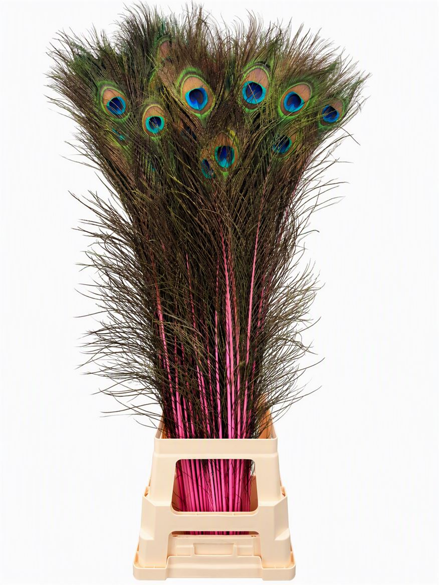 Feather Peacock Pink Natural