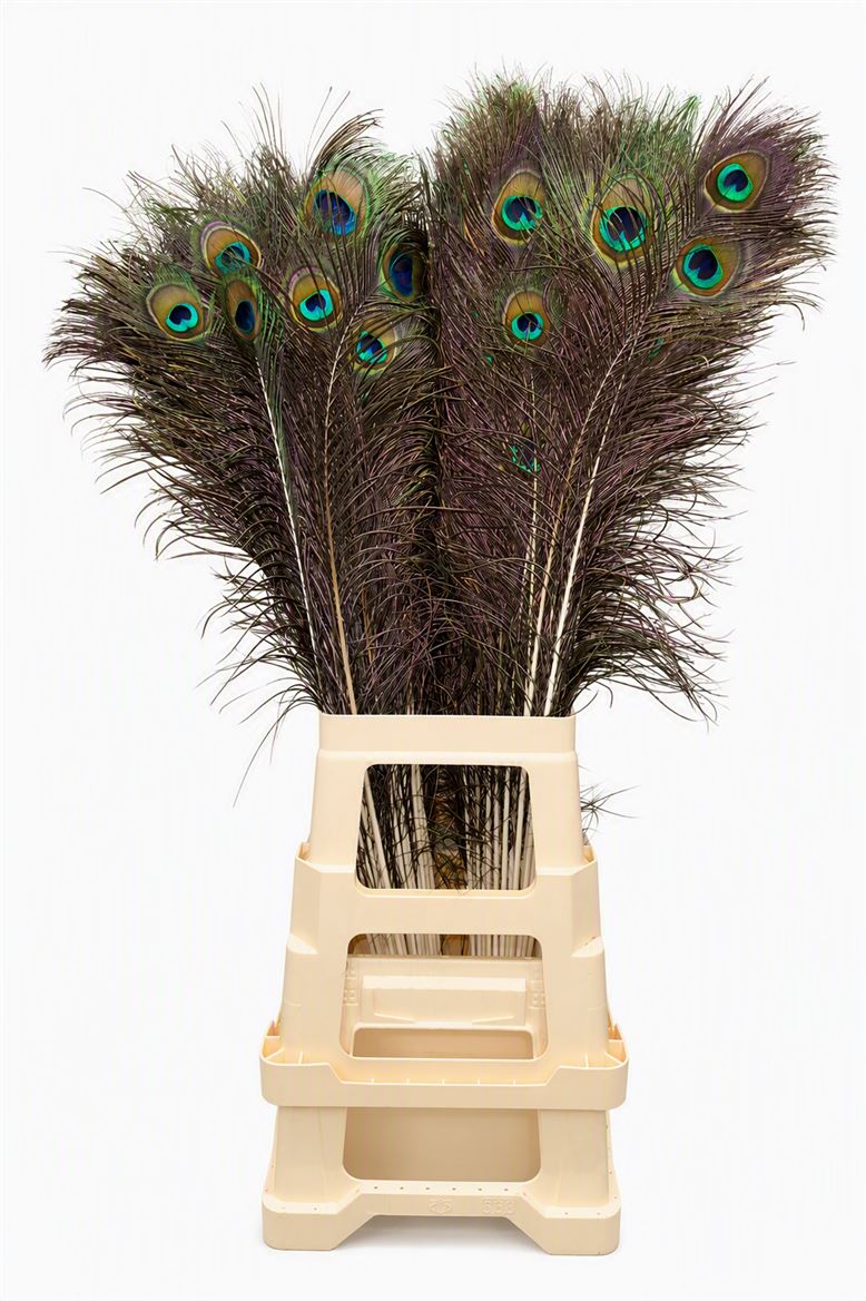 Feather Peacock Natural