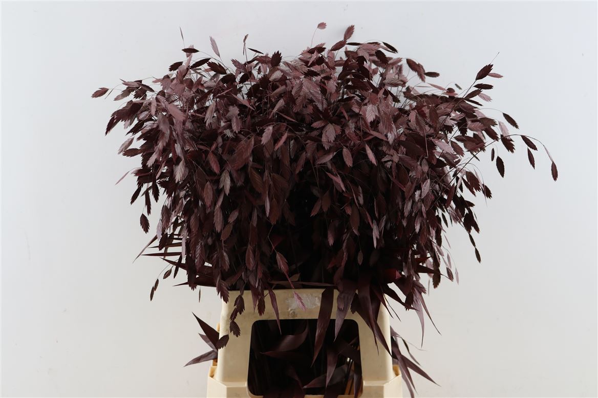 Ornamental Grass Painted (PANICUM)
