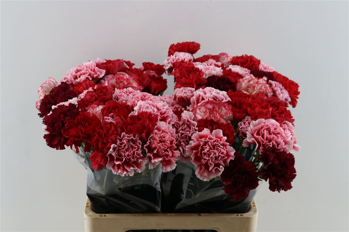 Dianthus Single Mix 65cm