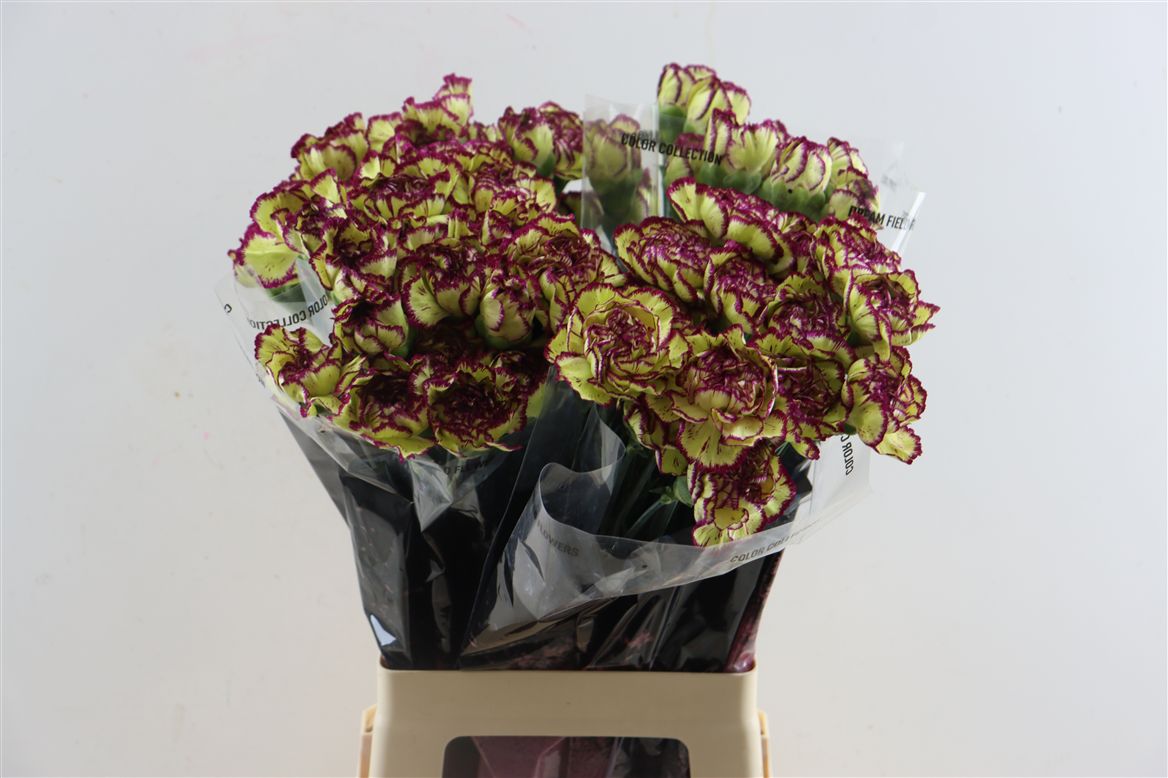 Dianthus Single Extravaganza 70cm