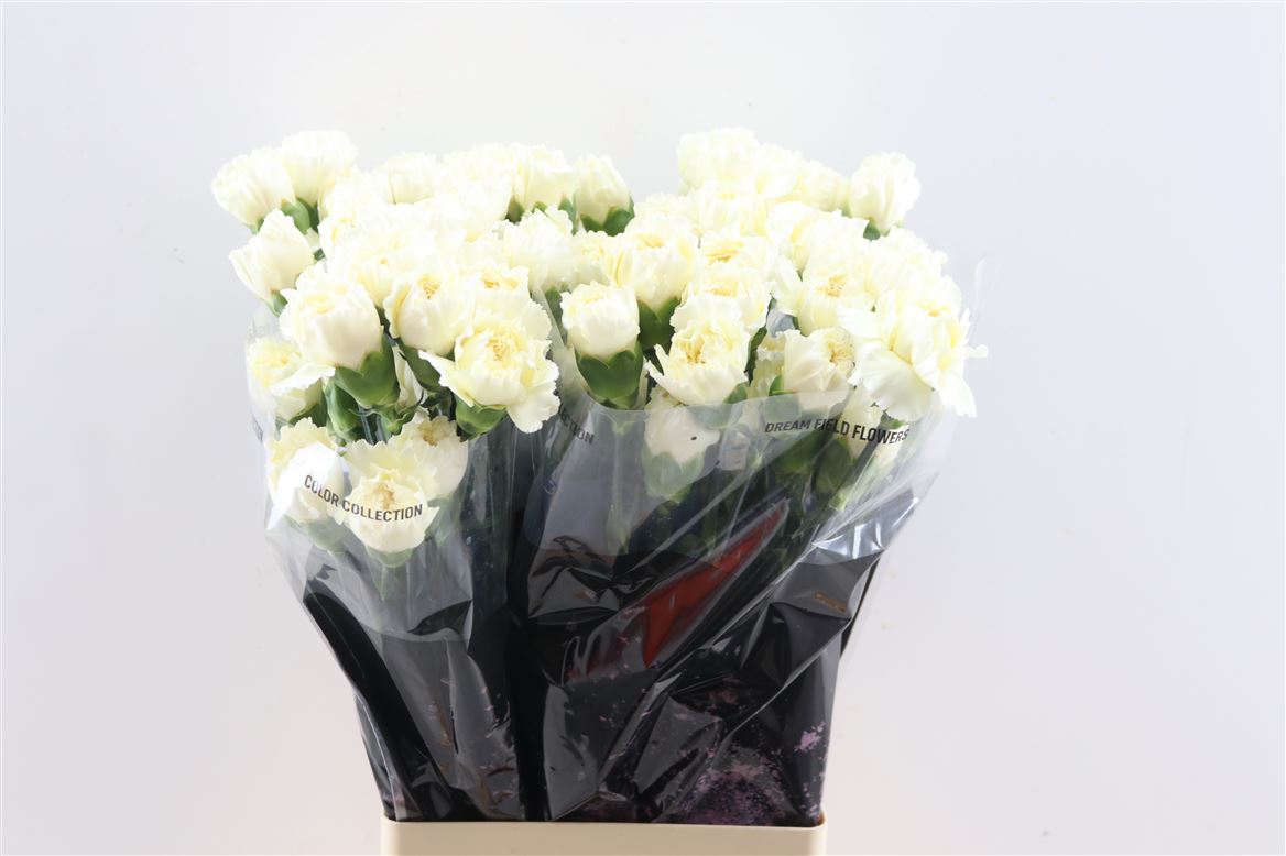 Dianthus Single Rodas Cream 70cm
