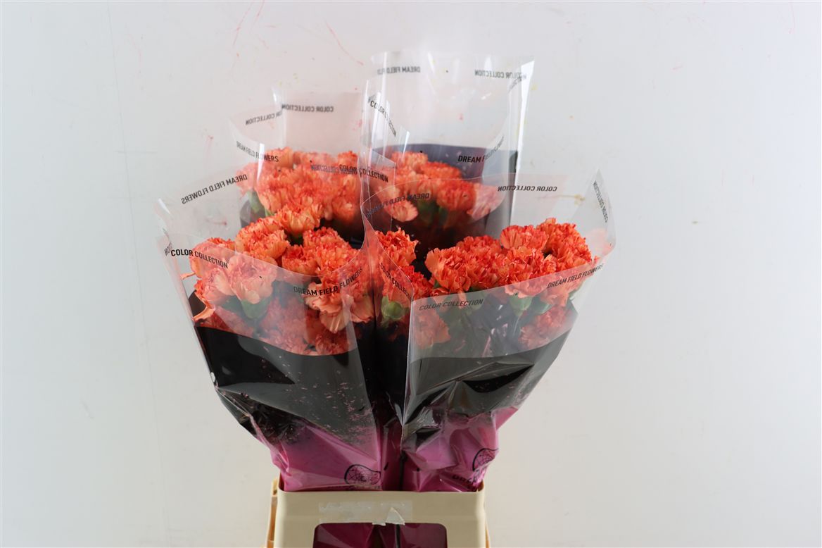 Dianthus Single Cowboy 70cm