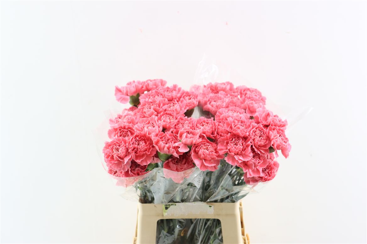 Dianthus St 60cm