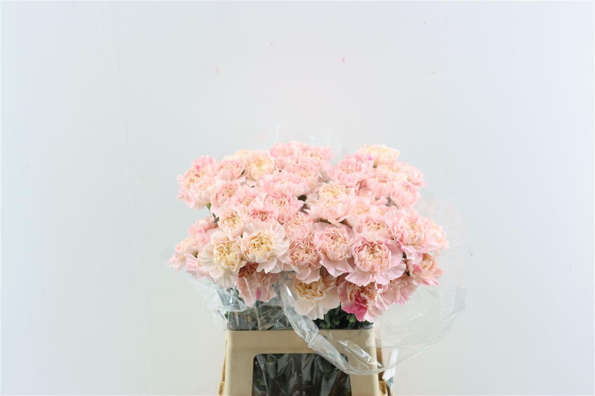 Dianthus St 60cm