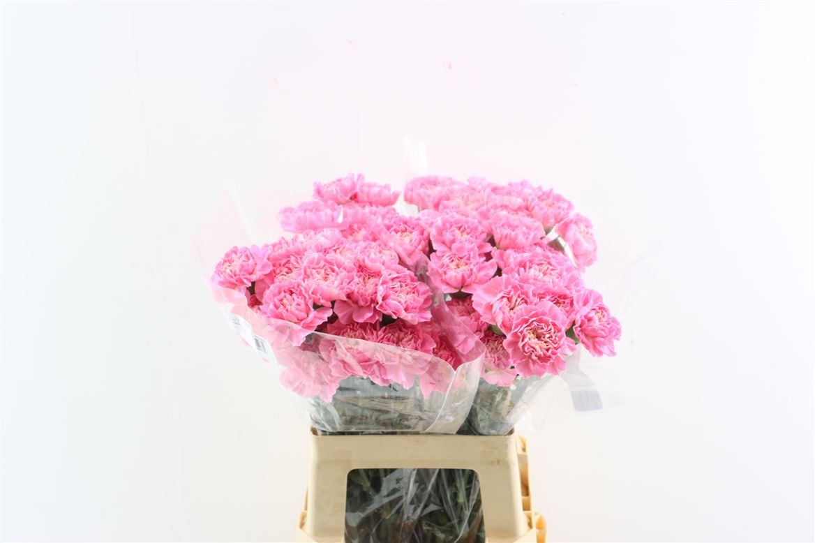 Dianthus St 60cm