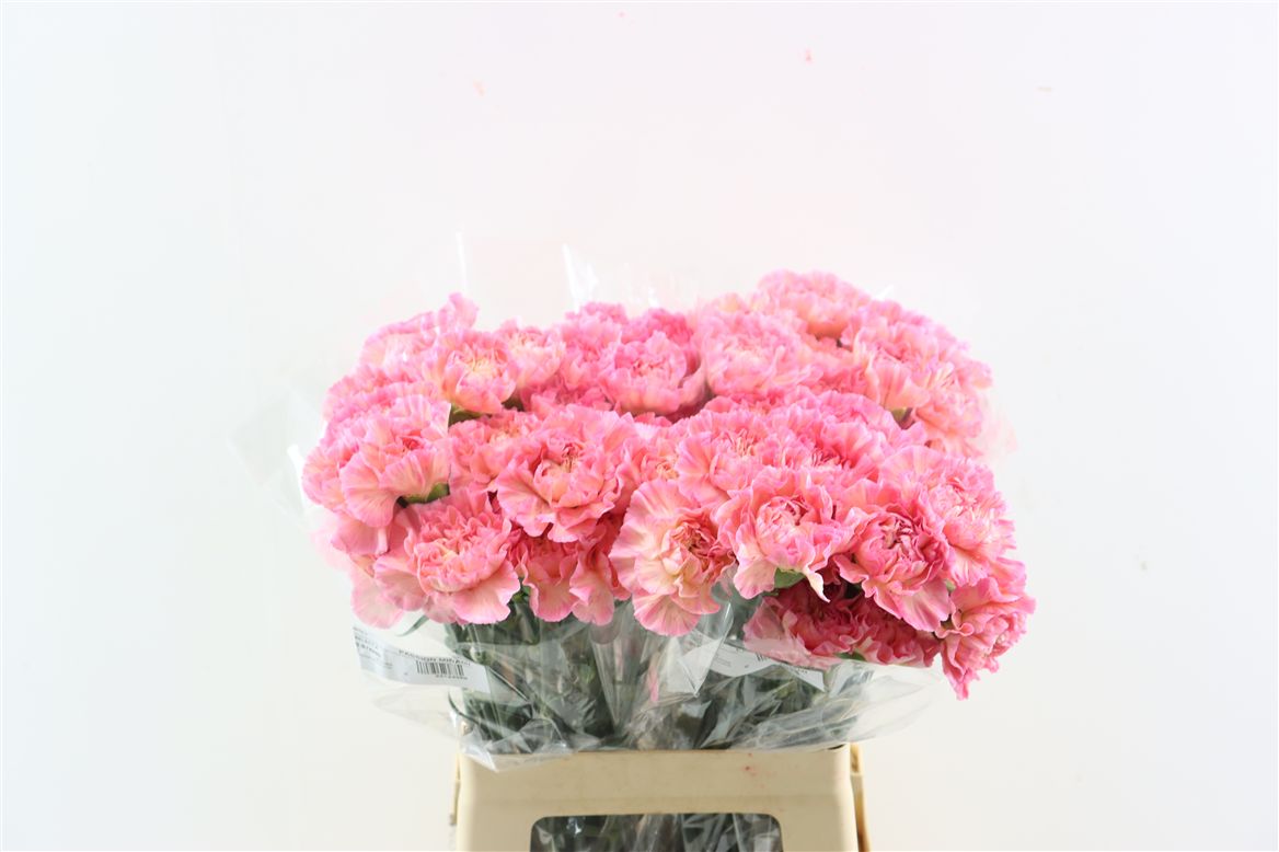 Dianthus St 60cm