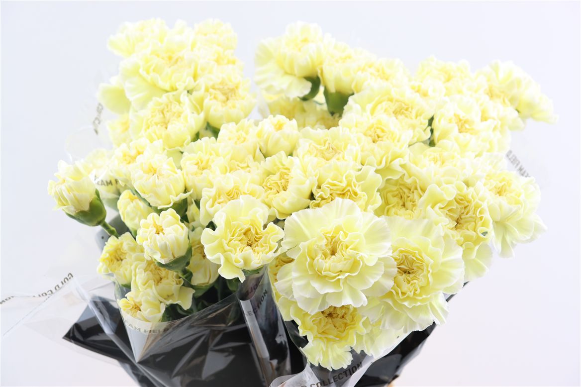 Dianthus Single Polimnia 65cm