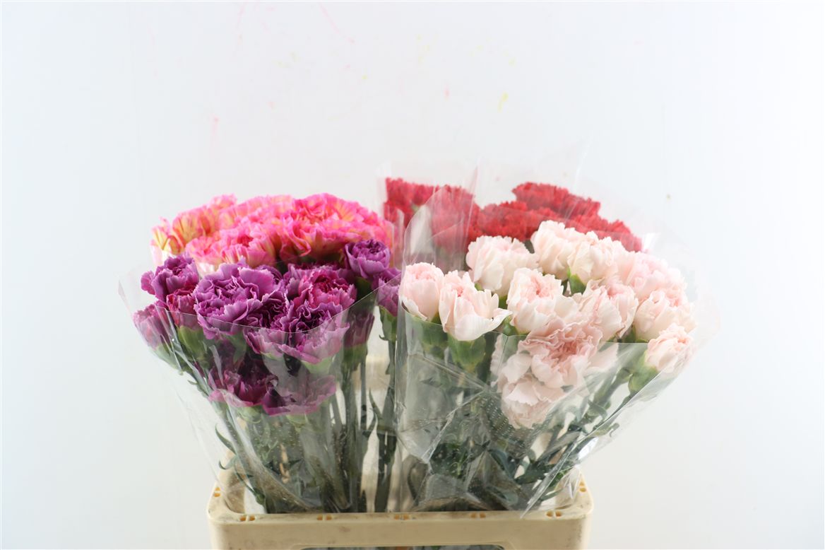 Dianthus Single Mix 70cm
