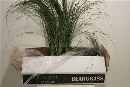 Xerophyl Beargras Bs