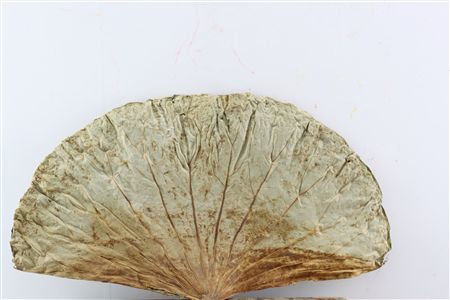 Deco Basic Lotus Leaf Large 10pc