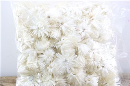 Basic Capblumen Heads 120pc 50gr