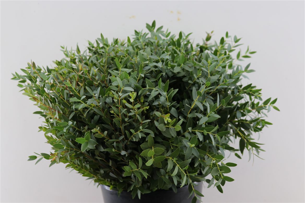 Eucalyptus Parvifolia 50cm 150gram