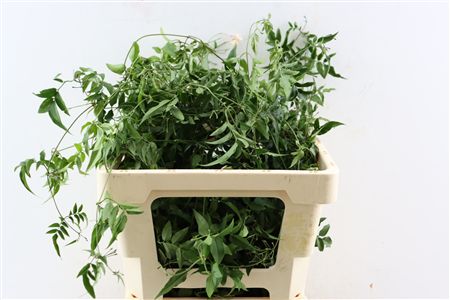 Jasm Polyanthum