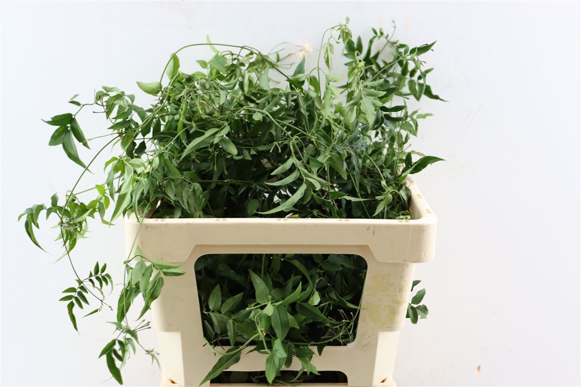 Jasm Polyanthum 70Ø 70cm