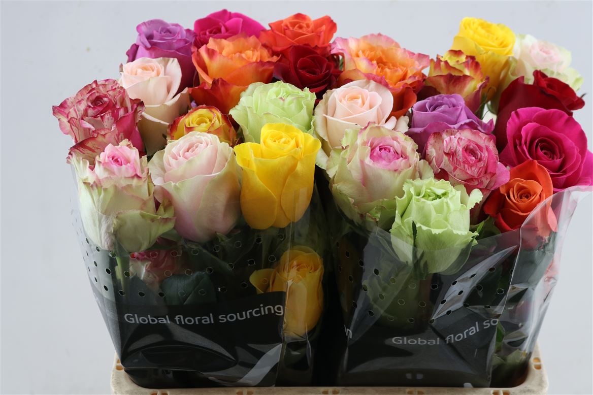 Rosa Mixed 50cm