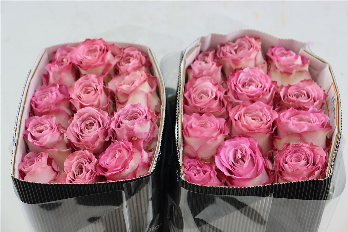Rosa Ginette 50cm
