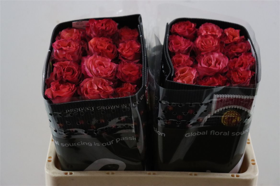 Rosa Jalah 60cm