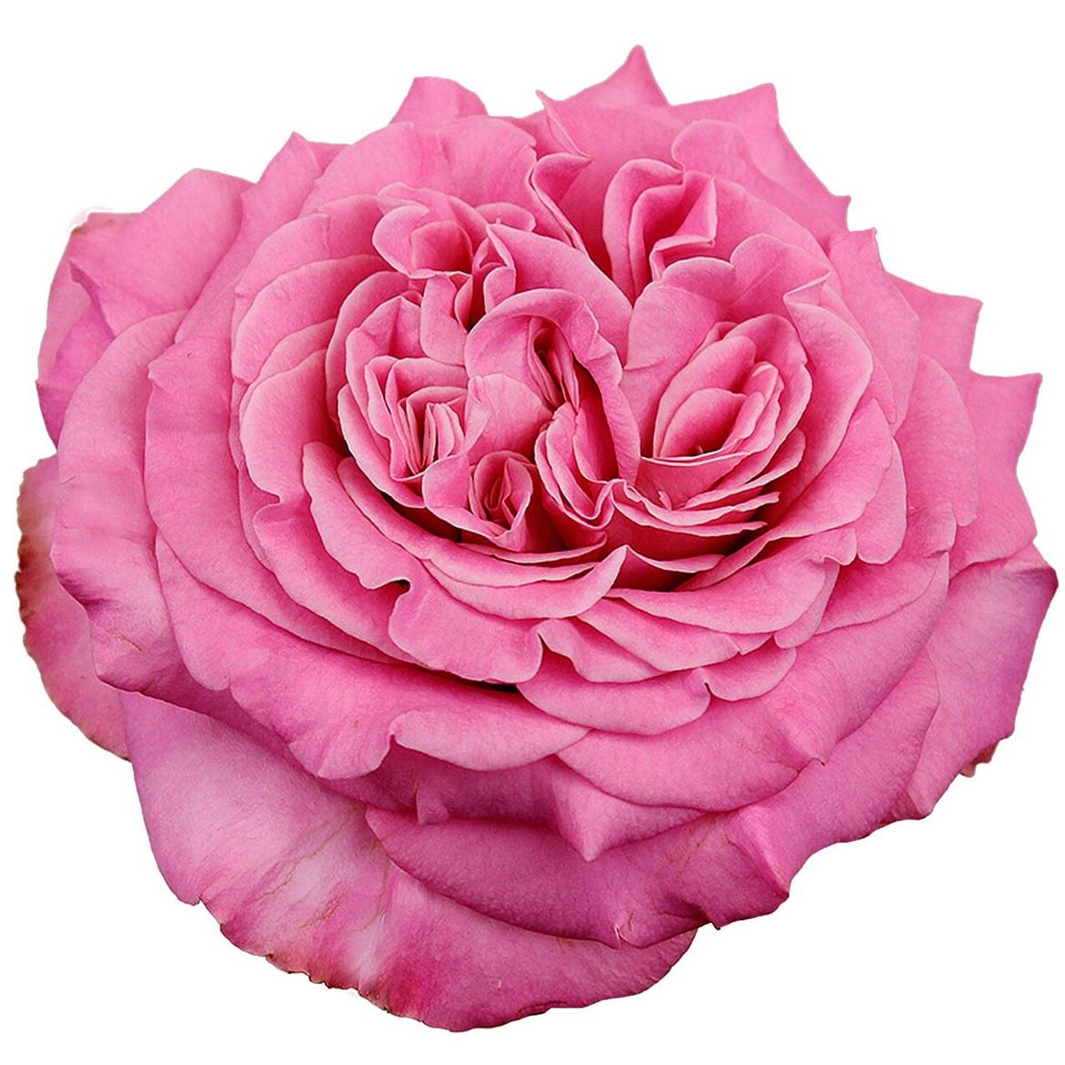 Rosa Spray Ashley 40cm