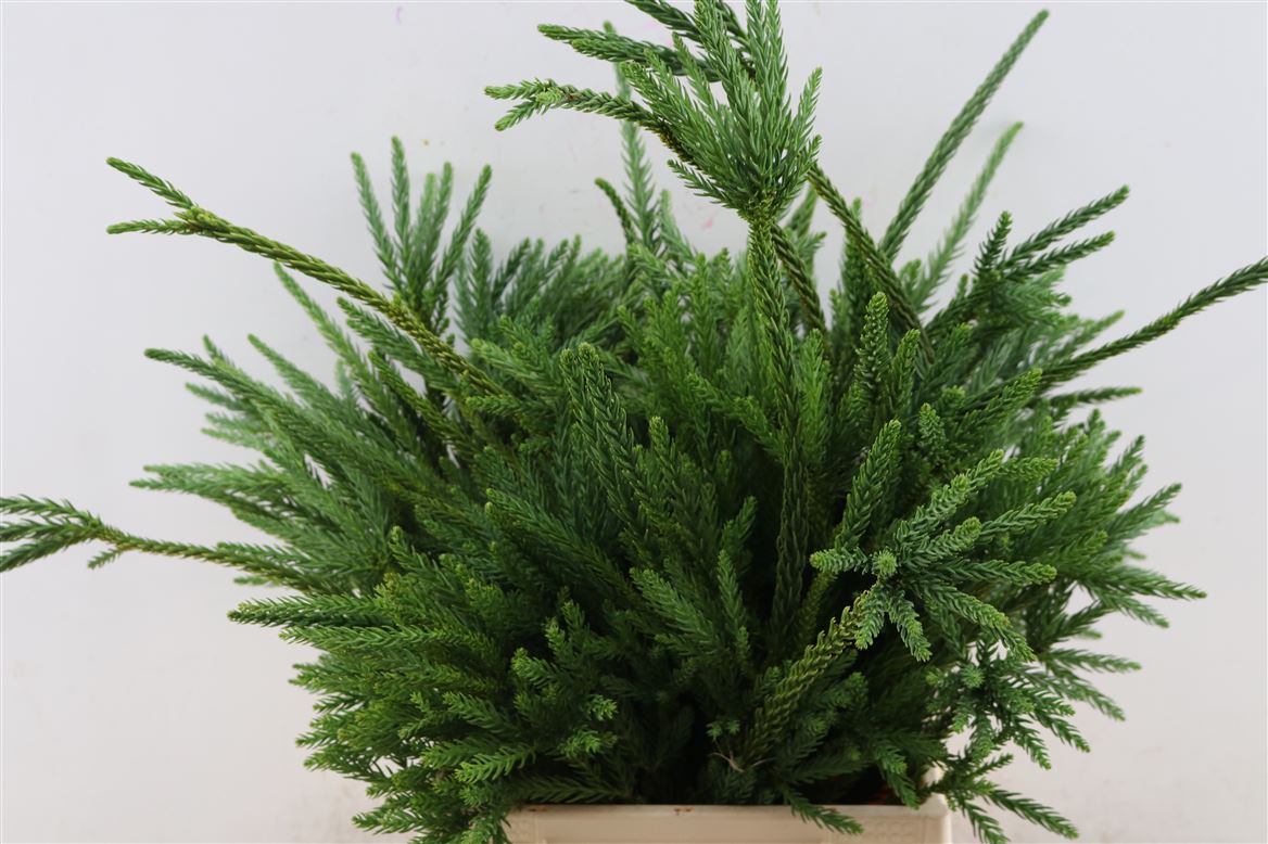 Cryptom J Elegans 40cm