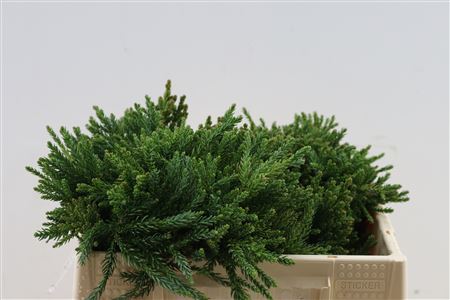 Cryptomeria Japonica Cinderella Bio