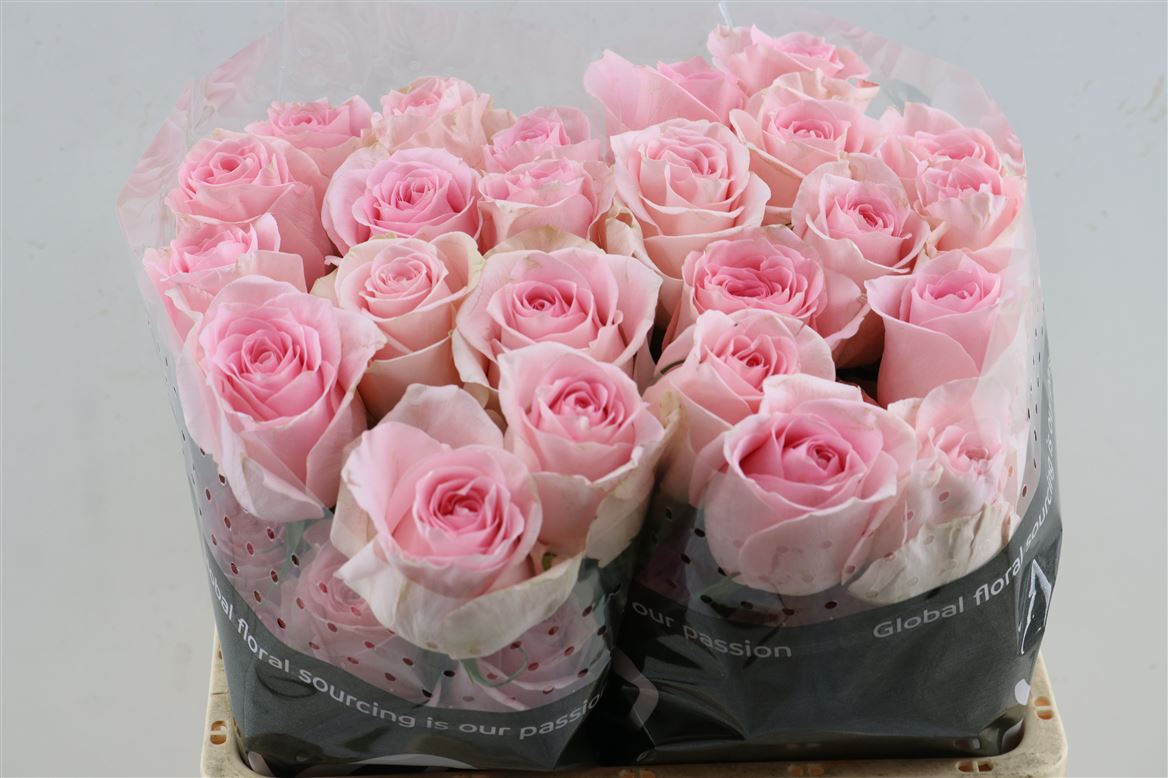 Rosa Luciano 60cm