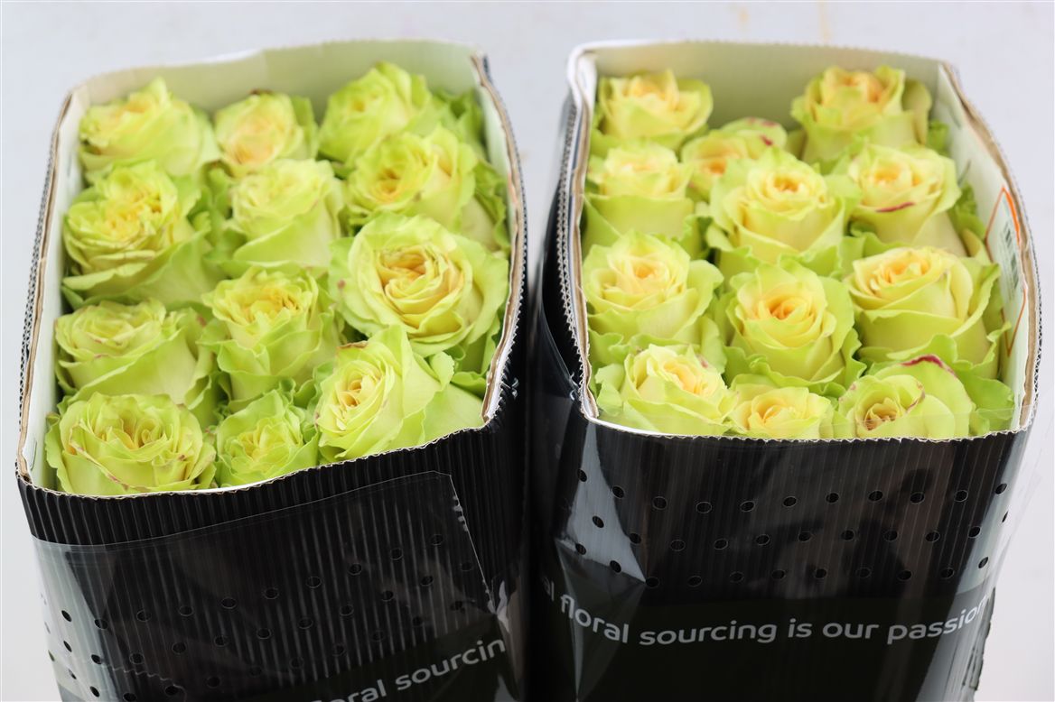 Rosa Green Antique 50cm