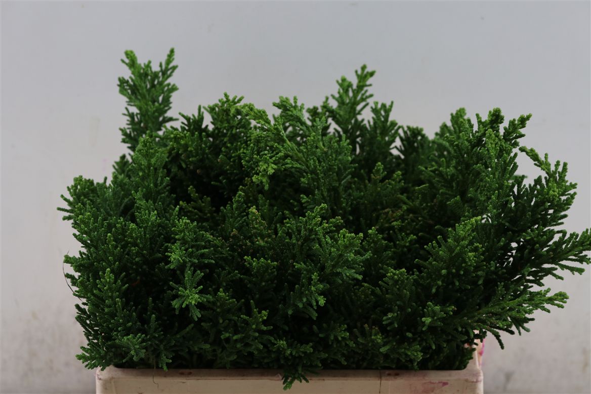 Chamaecyparis Obtusa Per Bunch 30cm