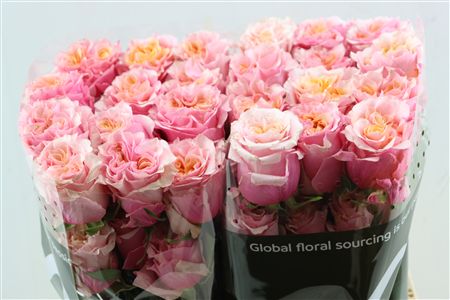 R Gr Mayra Peach