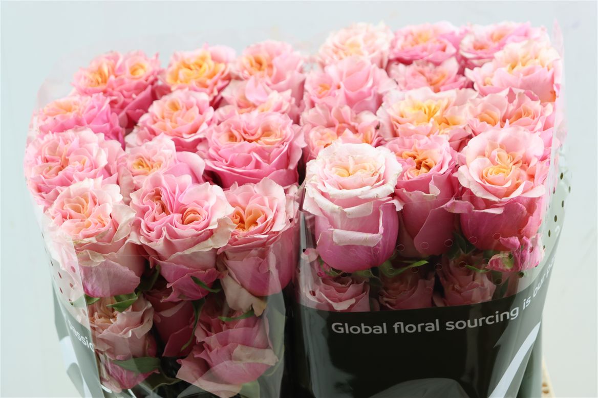 Rosa Mayra's Peach 50cm
