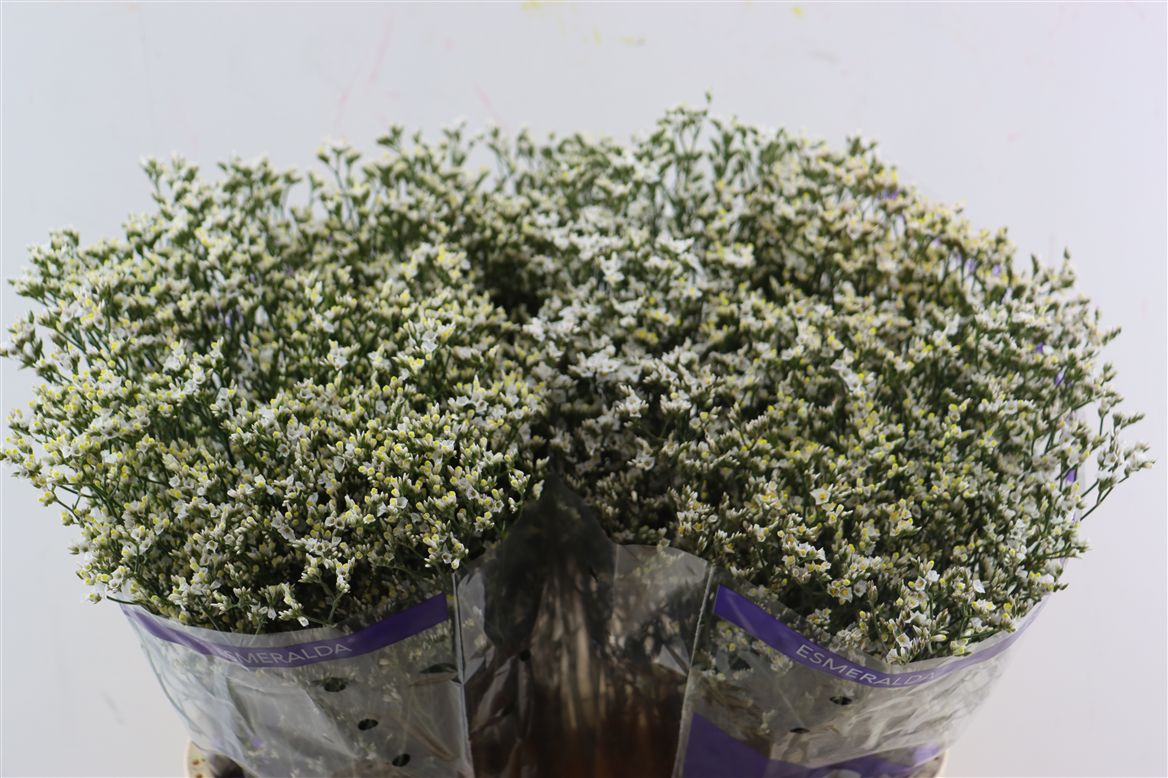 Limonium Sinuatum White Birds 70cm 30gr.