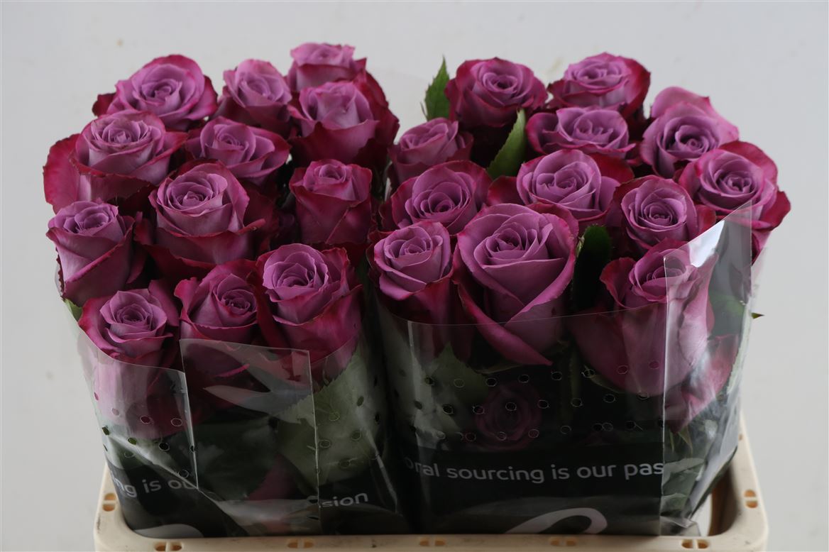 Rosa Piacere 50cm
